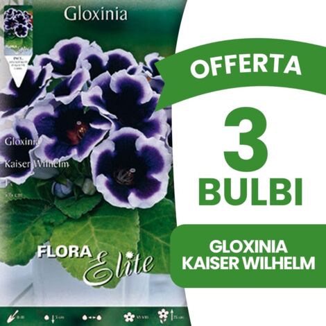 BULBI PRIMAVERILI OFFERTA 3 BULBI GLOXINIA KAISER WILHELM BULBS