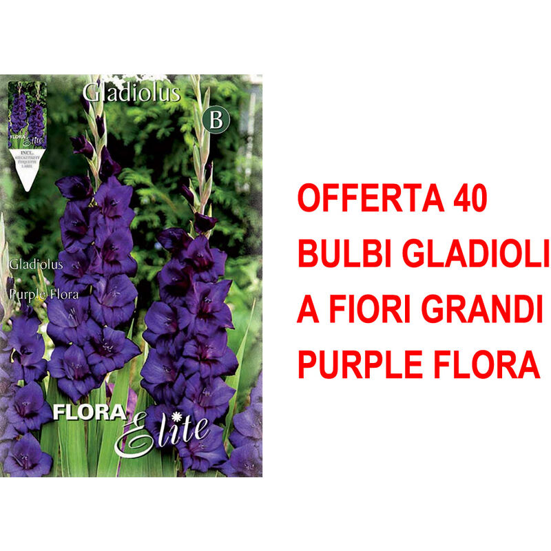 Peragashop - offre 40 gros bulbes de glaïeul flora violet