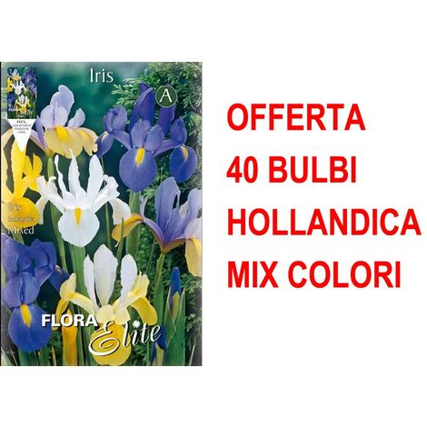 PERAGASHOP BULBI PRIMAVERILI OFFERTA 40 BULBI IRIS HOLLANDICA MIXED COLOR BULBS BULBES