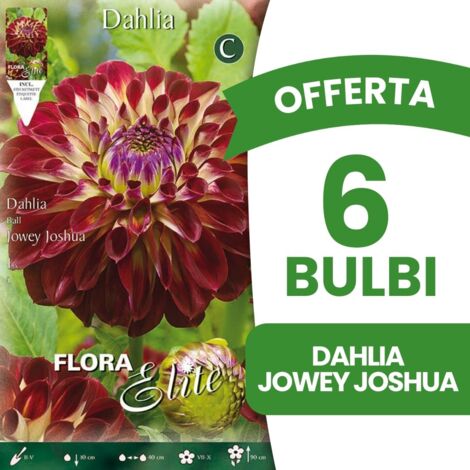 BULBI PRIMAVERILI OFFERTA 6 BULBI DALIA JOWEY JOSHUA BULBS BULBES
