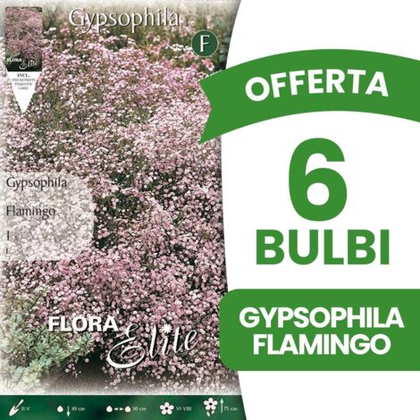 BULBI PRIMAVERILI OFFERTA 6 BULBI GYPSOPHYLA FLAMINGO BULBS