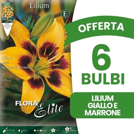 BULBI PRIMAVERILI OFFERTA 6 BULBI LILIUM ASIATICI GIALLO & MARRONE BULBS