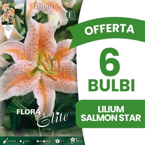 BULBI PRIMAVERILI OFFERTA 6 BULBI LILIUM ORIENTAL SALMON STAR BULBS