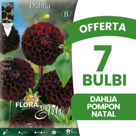BULBI PRIMAVERILI OFFERTA 7 BULBI DAHLIA POMPON NATAL BULBS BULBES