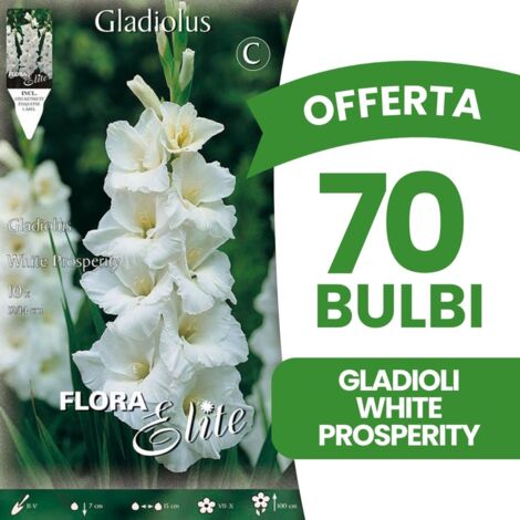 BULBI PRIMAVERILI OFFERTA 70 BULBI GLADIOLI A FIORI GRANDI WHITE PROSPERITY BULBI BULBS