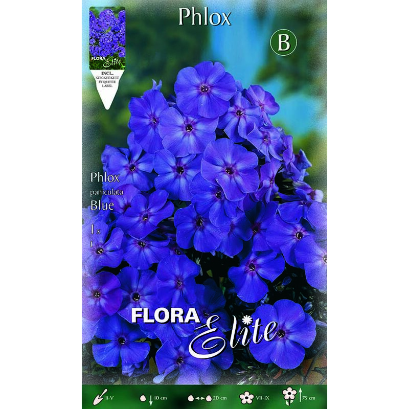 Phlox bleu (pack de 1 ampoule)