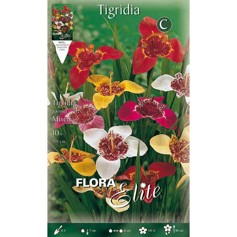 Peragashop - tigridia mix de couleurs (lot de 10 ampoules)