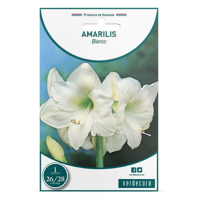

Bulbo Amarilis Blanco 1 Ud