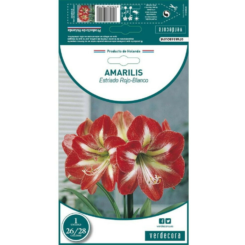 

Bulbo Amarilis Estriado Rojo-Blanco 1 Ud