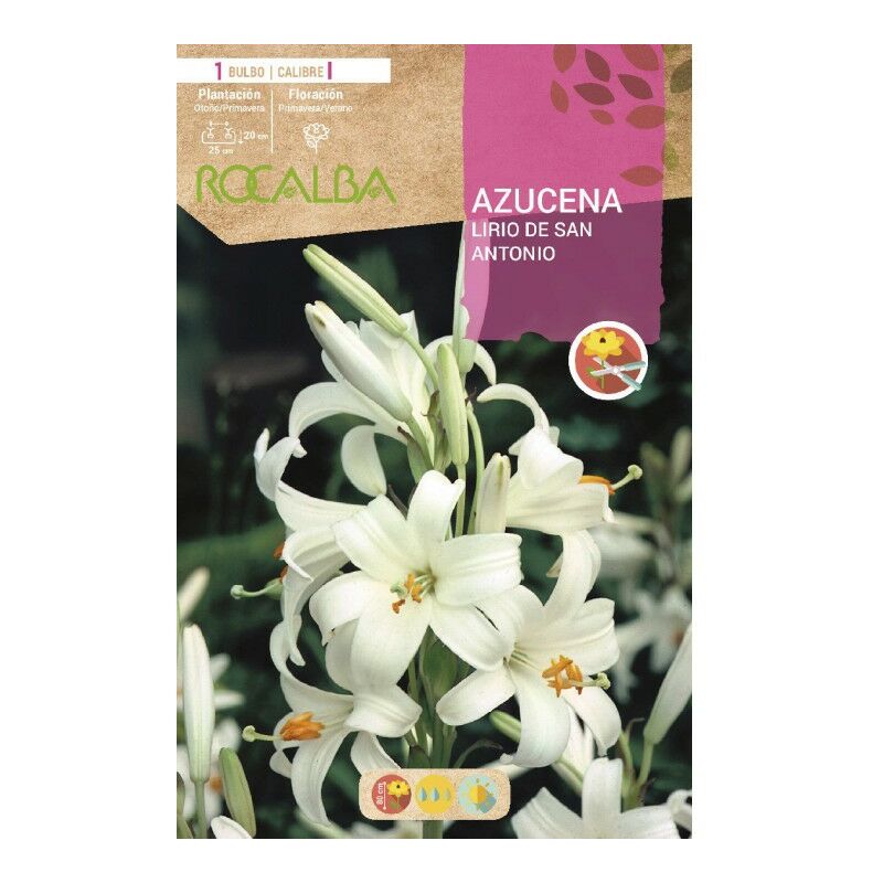 

Bulbo Azucena Lirio De San Antonio - 1 Ud