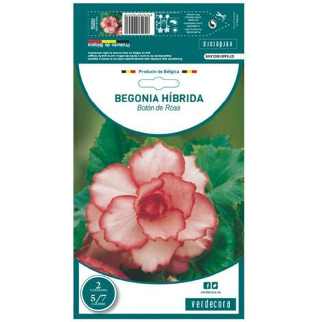 Planta de begonia