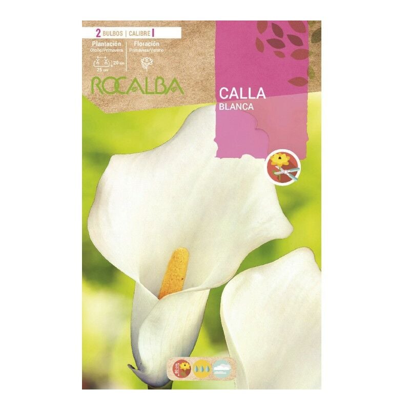 

Bulbo Calla Blanca Flor De Jarro - 2 Ud