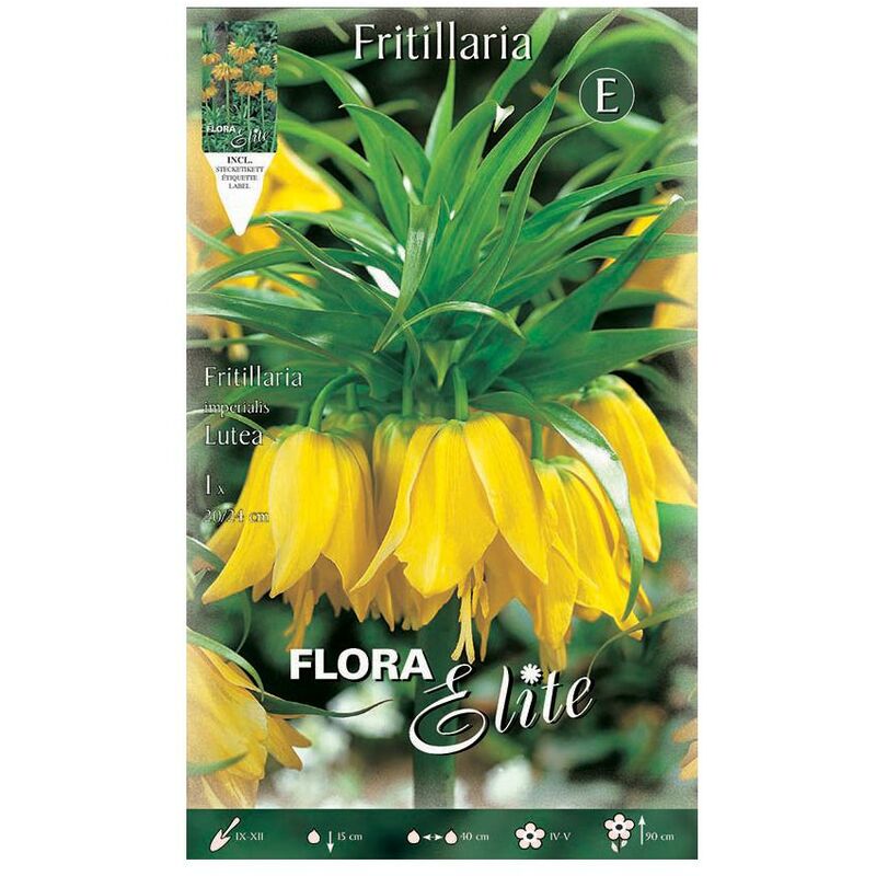 

Bulbo Fritillaria Imperialis Gigante Amarillo 1ud.