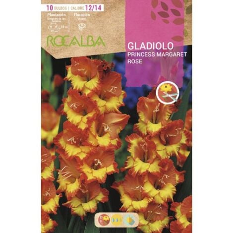 ROCALBA Bulbo Gladiolo naranja con centro Amarillo 10 bulbos