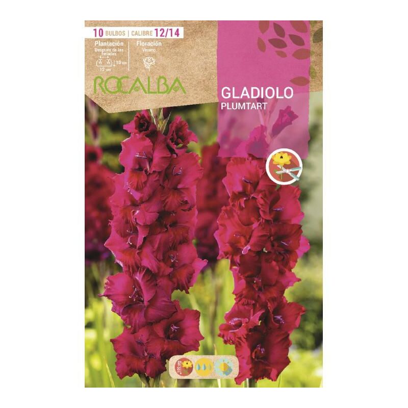 Bulbo Gladiolo lila 10 unidades