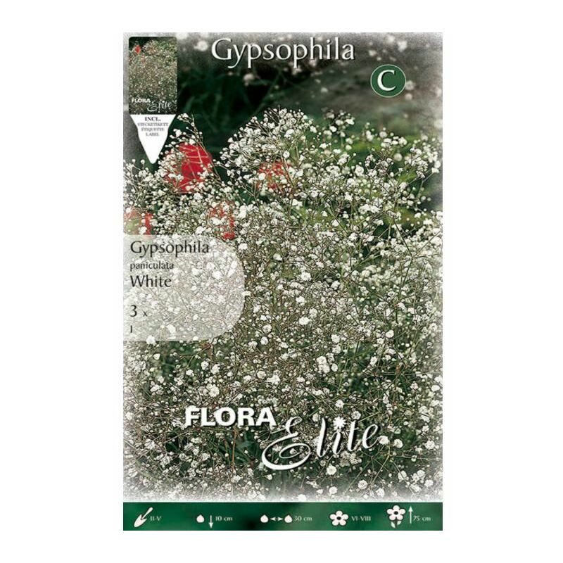 

Planeta Huerto - Bulbo Gypsophla Brstol Fary 3 uds.