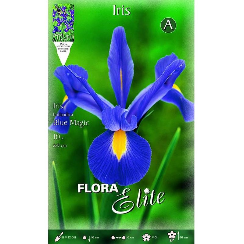 

Bulbo Iris Holanda azul Elite 10 ud