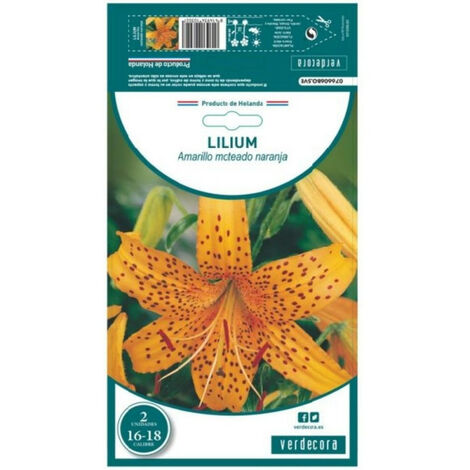 Bulbos lilium candidum