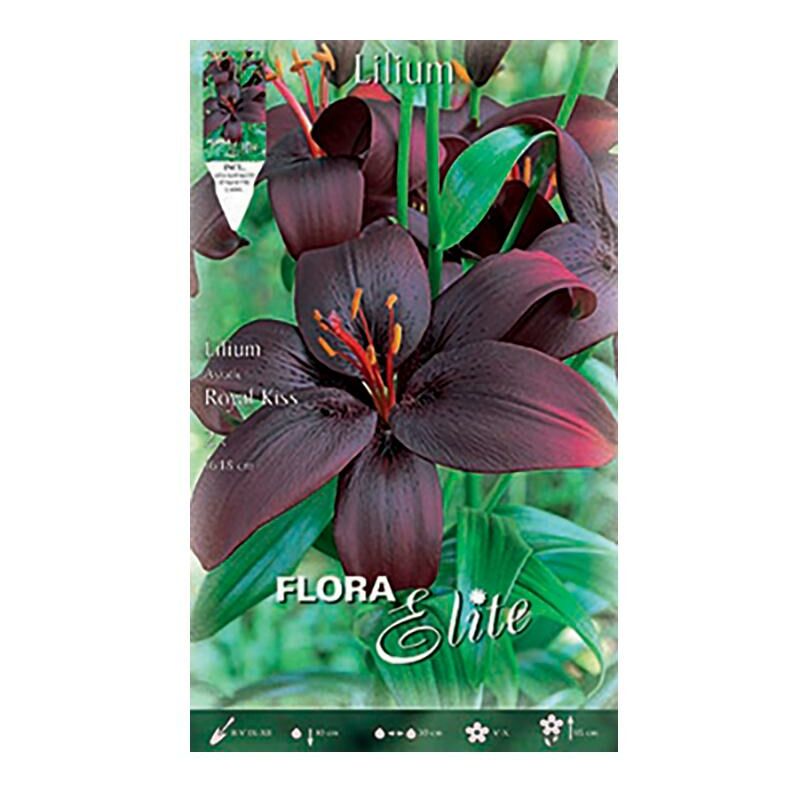 

Flora Elite Blumenzwiebeln - Bulbo Lilium Asiatic Royal Kiss Morado 2 uds.