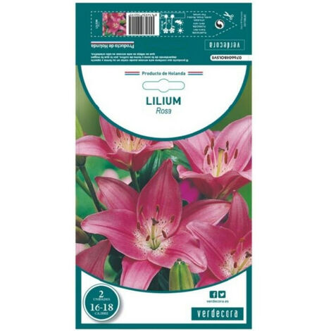 Bulbos lilium candidum