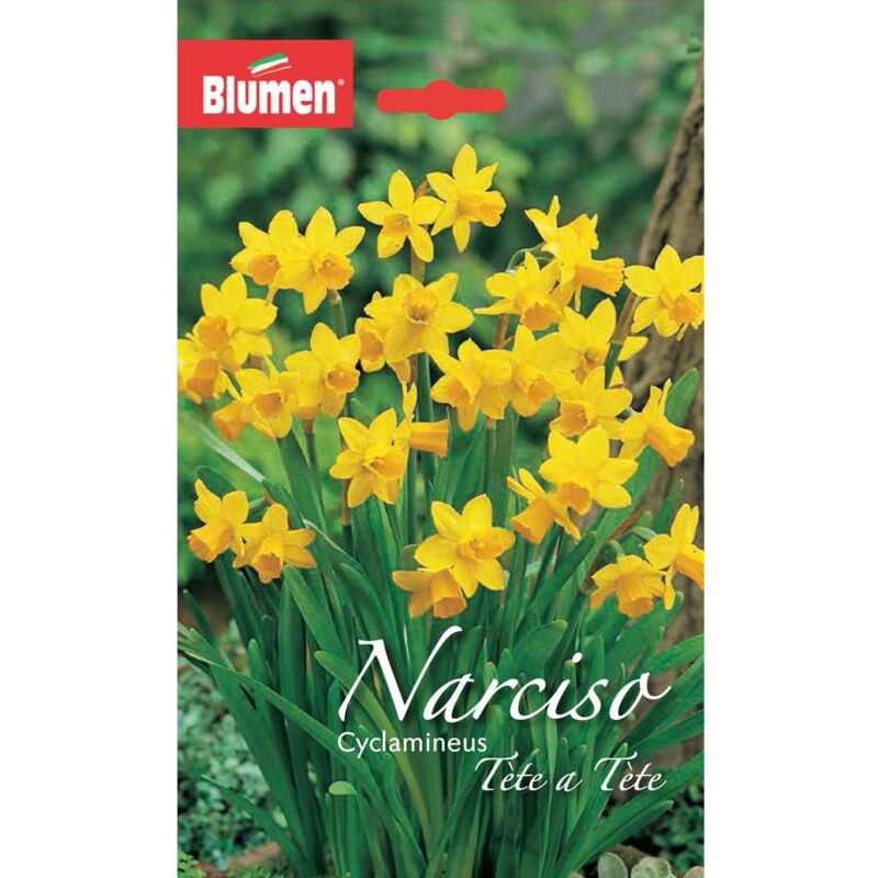 Blumen - Bulbo Narciso Ciclamino Tete a Tete