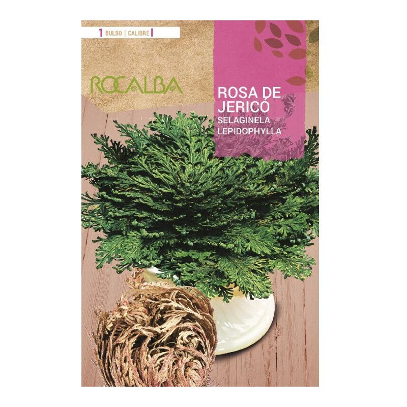 

Bulbo Rosa De Jericó - 1 Ud