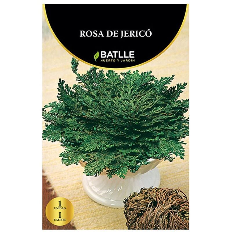 

Caja Bulbo Rosa de Jericó 1 ud