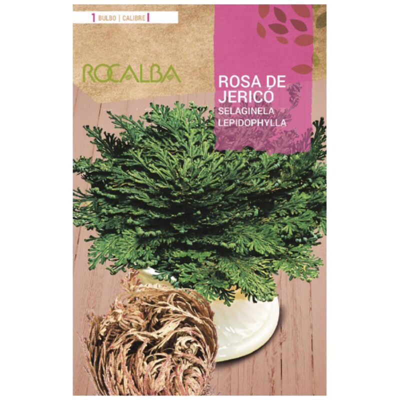 

Bulbo rosa de jericó - Rocalba