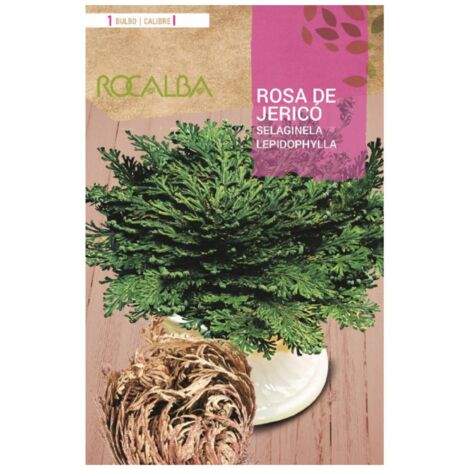 Bulbo rosa de jericó Rocalba