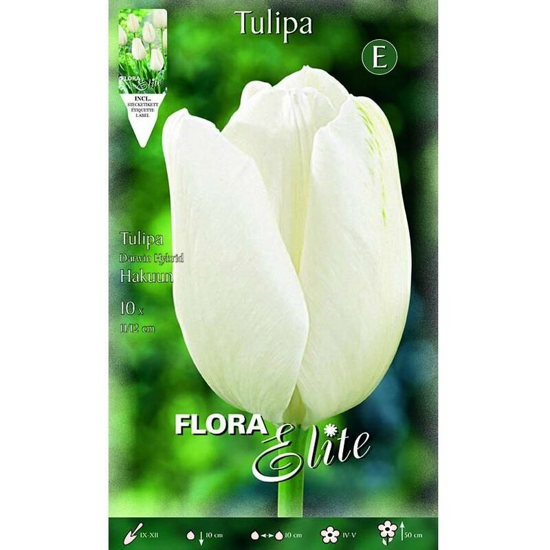 

Bulbo Tulipán Darwin blanco 10 ud - Elite