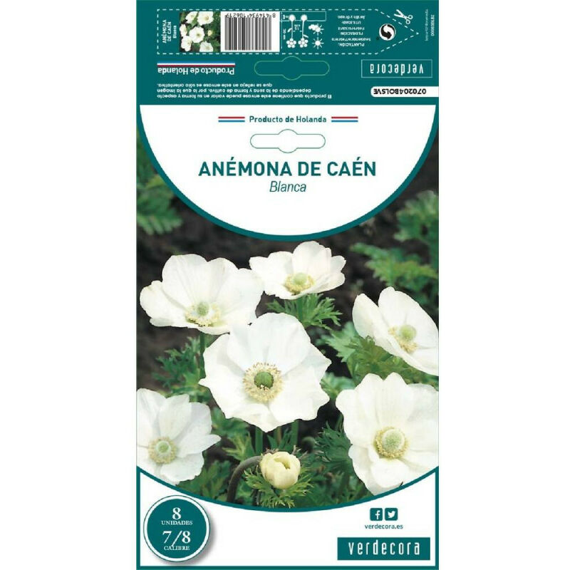 

Bulbos Anemona Caen Blanca 8 Uds