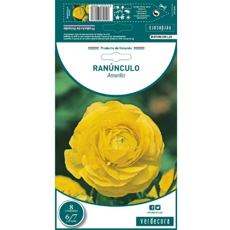 

Bulbos Ranunculo Amarillo 8 Uds