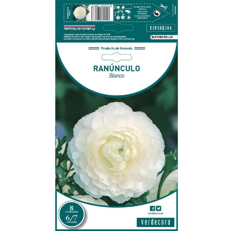 

Bulbos Ranunculo Blanco 8 Uds