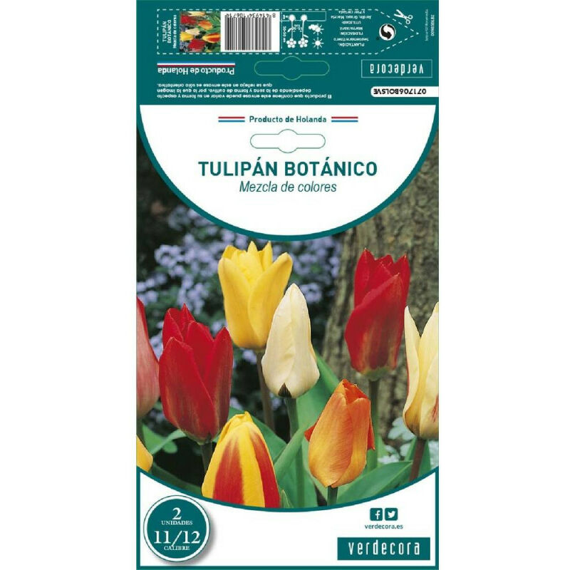 

Bulbos Tulipan Botanico Mezcla 2 Uds