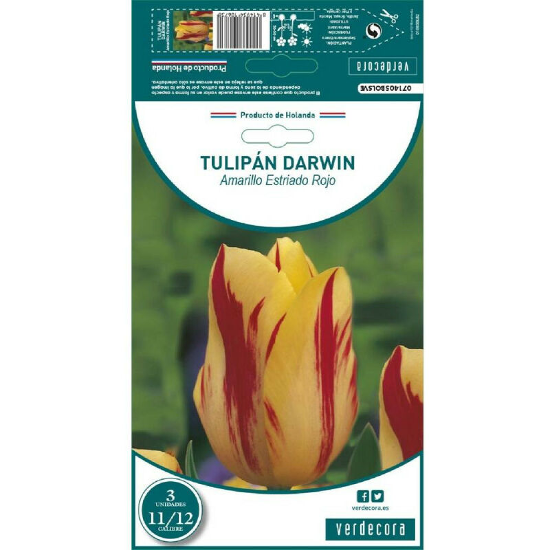 

Bulbos Tulipan Darwin Amarillo/Rojo 3 Uds