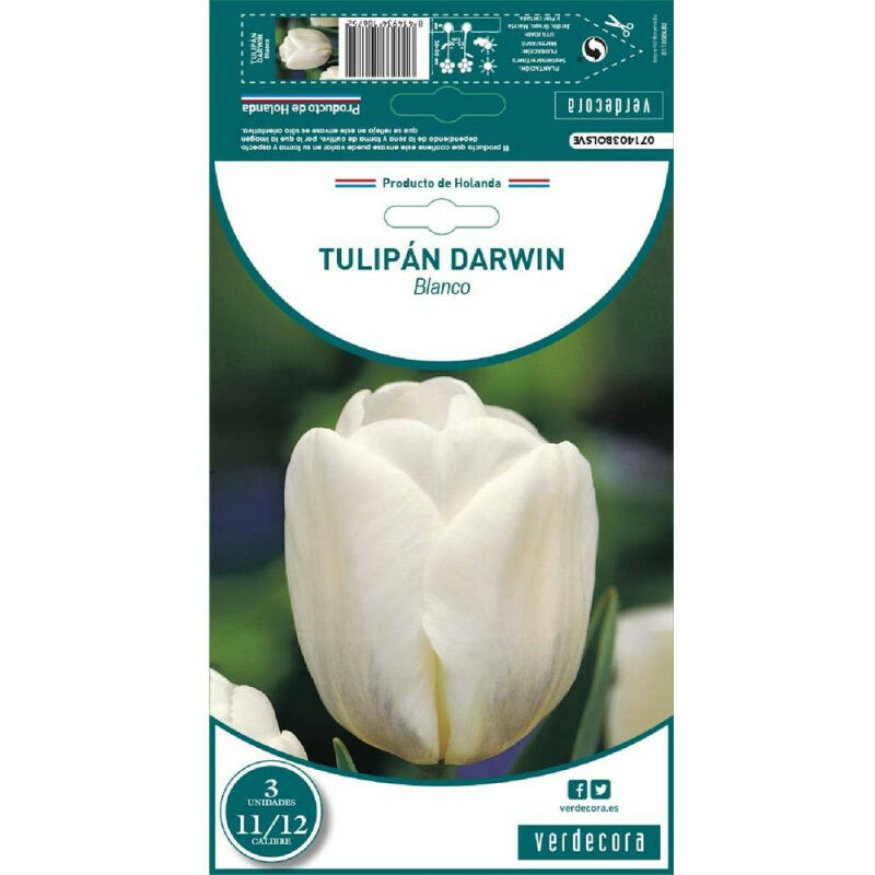 

Bulbos Tulipan Darwin Blanco 3 Uds