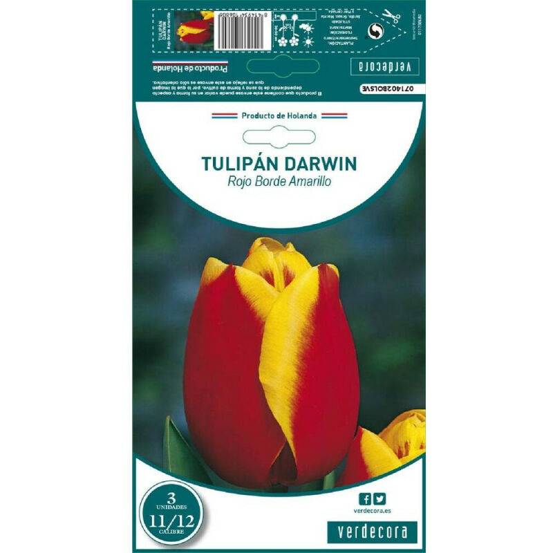 

Bulbos Tulipan Darwin Rojo Borde Amarillo 3 Uds