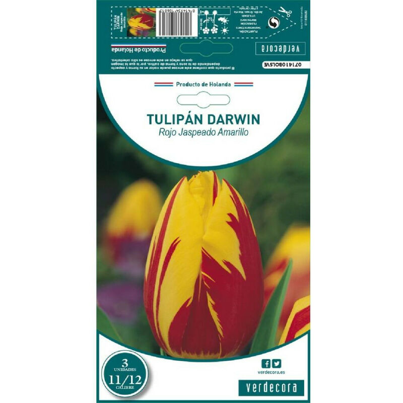 

Bulbos Tulipan Darwin Rojo Jaspeado Amarillo 3 Uds