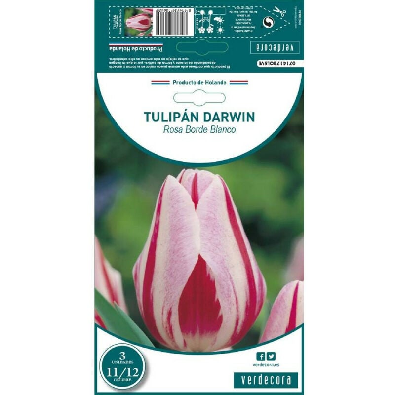 

Bulbos Tulipan Darwin Rosa Borde Blanco 3 Uds