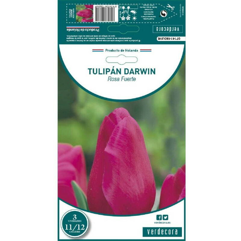 

Bulbos Tulipan Darwin Rosa Fuerte 3 Uds