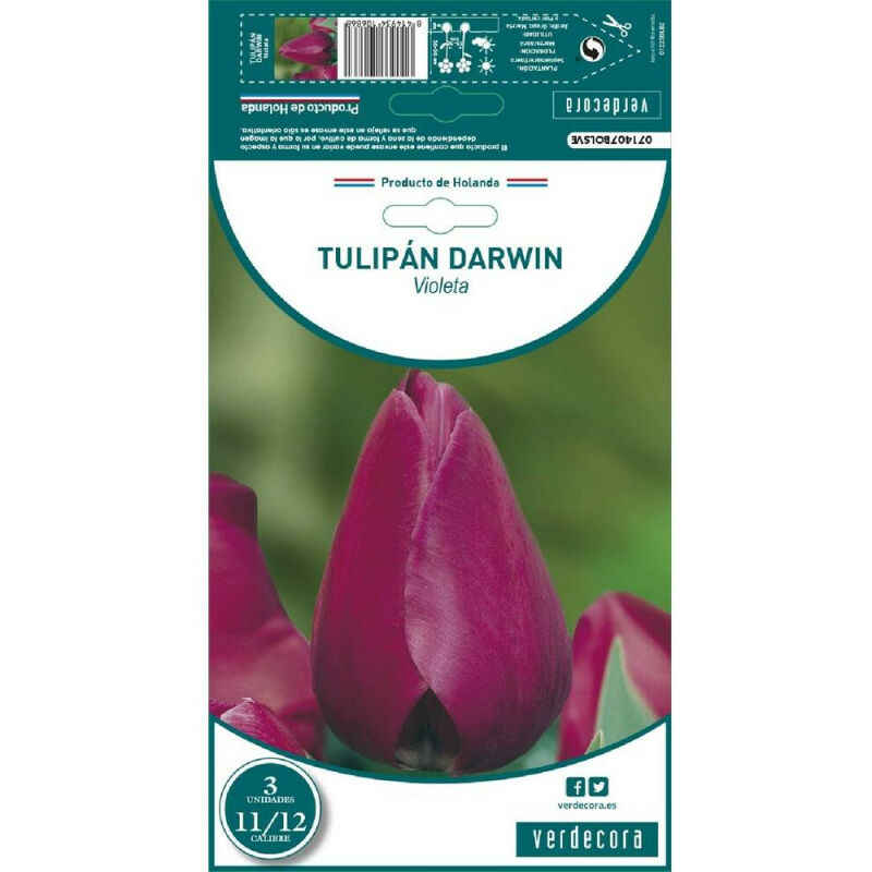 

Bulbos Tulipan Darwin Violeta 3 Uds
