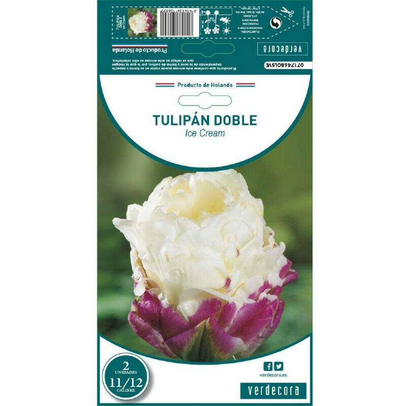

Bulbos Tulipan Doble Ice Cream 2 Uds