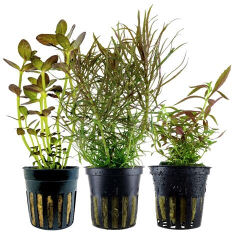 'Buntes' Set mit 3 Topf Pflanzen Aquariumpflanzen Set Nr.244
