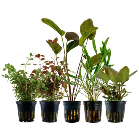 'Buntes' Set mit 5 Pflanzen Aquariumpflanzen Nr.215