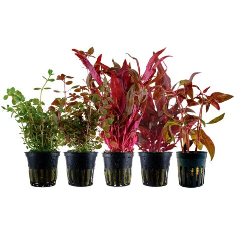 'Buntes' Set mit 5 Pflanzen Aquariumpflanzen Nr.224