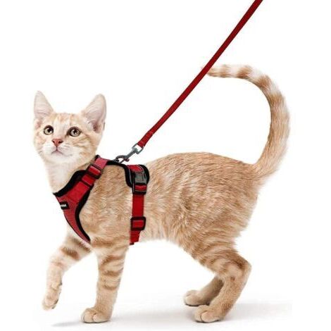 BUNTHAUS Harnais Chat Petit Chien Laisse Harnais Chaton Réglable Rouge XS Collier Harnai Chat Refléchissant Gilet Respirant pour Lapin, Chat Européen, Maine Coon, Persan, Attache Dessus avec Laisse-En