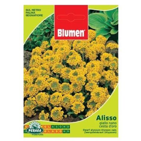 BUSTINA CON SEMI DI ALISSO GIALLO NANO CESTA D'ORO