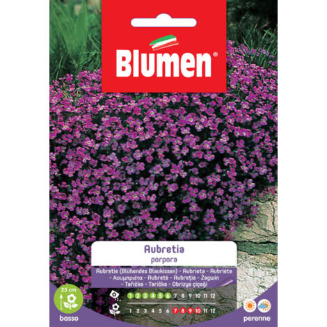 BUSTINA CON SEMI DI AUBRETIA PORPORA
