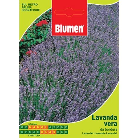 Blumen. Semi di Lavanda vera da bordura