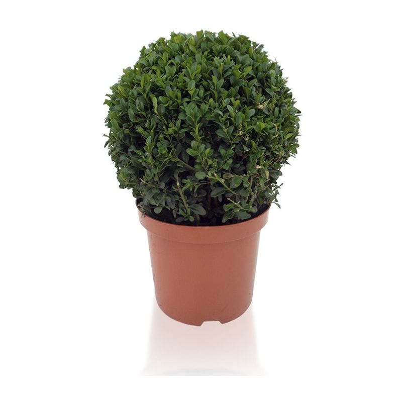 

Buxus Bola | Boj